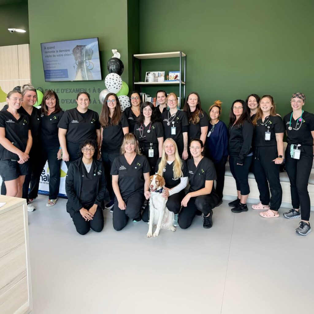 hôpital vétérinaire Carrefour Santé Animale
